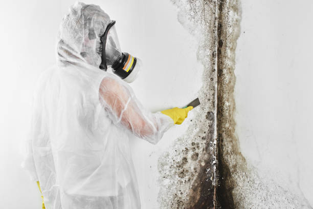 Professional Mold Removal in Pine Level, NC