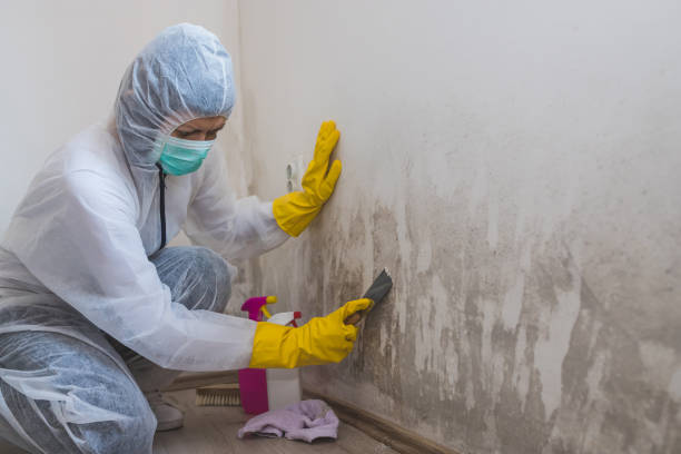Mold Testing and Removal in Pine Level, NC