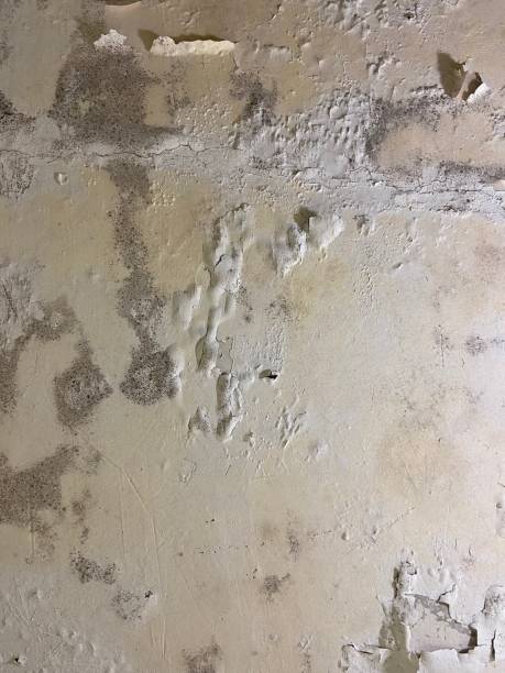 Best Professional Mold Removal  in Pine Level, NC