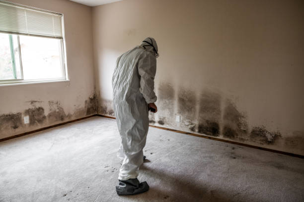 Best Mold Testing and Removal  in Pine Level, NC